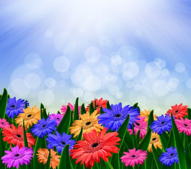 renkli gerbera çiçekleri alan - bahar arka plan