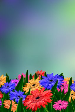 renkli gerbera çiçekleri alan - bahar arka plan