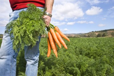 bir çiftlikte bir carrot alan bir Carrot çiftçi