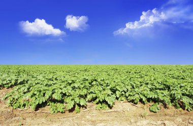 Potato field against blue sky and clouds clipart