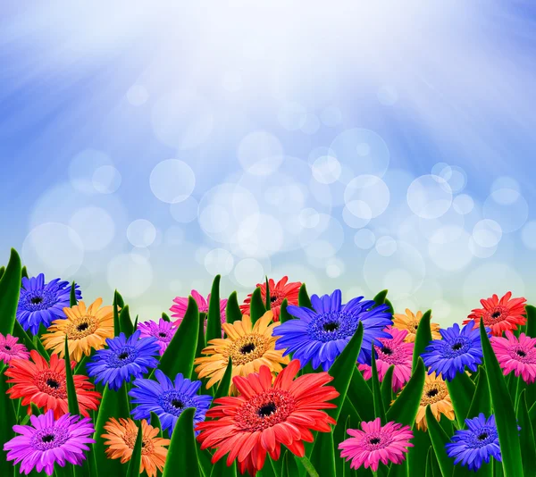 Flores de gerbera margarida coloridas em um campo - fundo de primavera — Fotografia de Stock