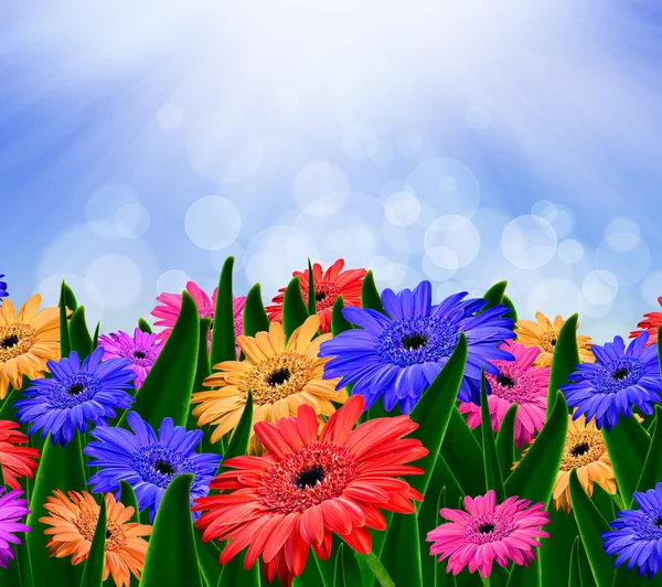 Colorful daisy gerbera flowers in a field - spring background — Stock Photo, Image