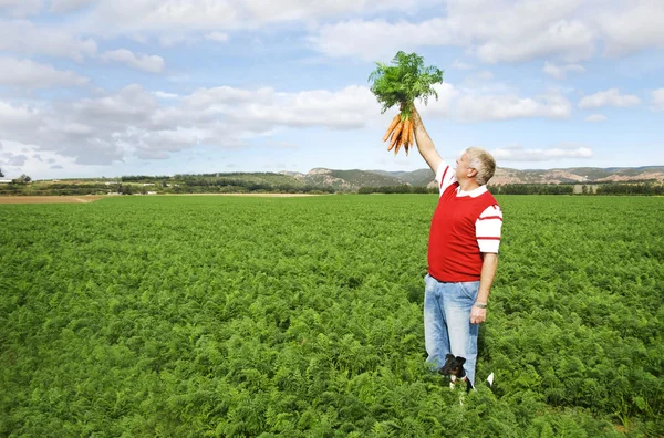 Морковный фермер на морковном поле на ферме — стоковое фото