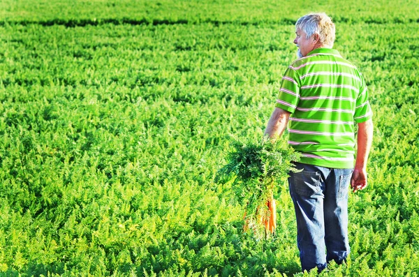 stock image Carrot farmer in a carrot field on a farm