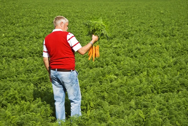 Bir çiftlikte bir carrot alan bir Carrot çiftçi — Stok fotoğraf