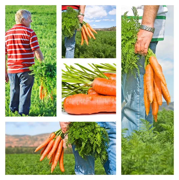 Collage de granjero zanahoria en su granja — Foto de Stock