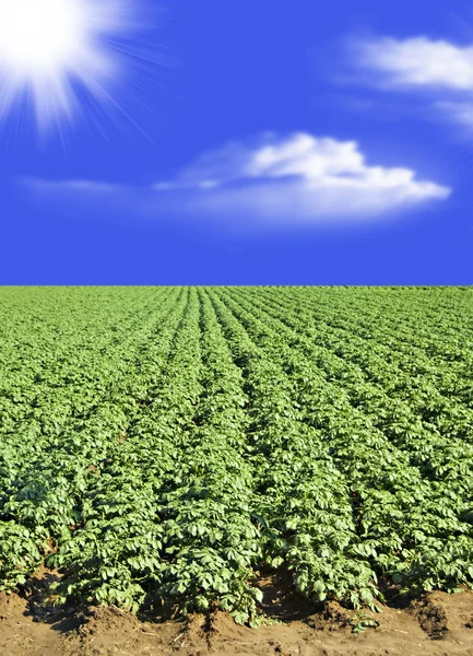 Campo de patatas contra cielo azul y nubes — Foto de Stock