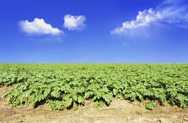 푸른 하늘과 구름에 대 한 감자 밭 — 스톡 사진