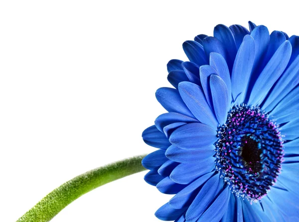 Close up abstract of a blue daisy gerbera — Stock Photo, Image