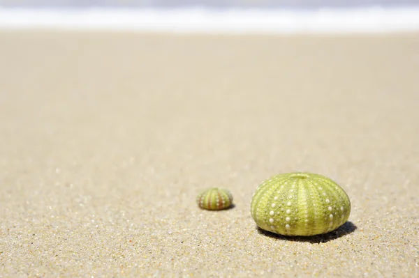 İki ölü deniz kestanesi kabuğu ile plaj sahnesi — Stok fotoğraf