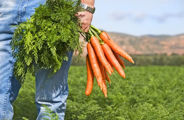 Морквяний фермер у морквяному полі на фермі Стокова Картинка