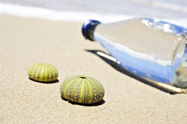 Beach scene with two dead sea urchin shells and a bottle of water — Stok fotoğraf