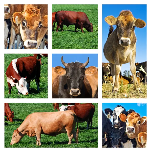 Collage of cattle on the field — Stock Photo, Image