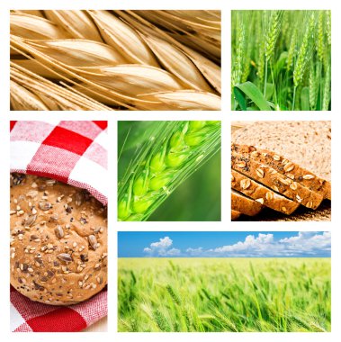 kolaj buğday ve buğday ürünleri