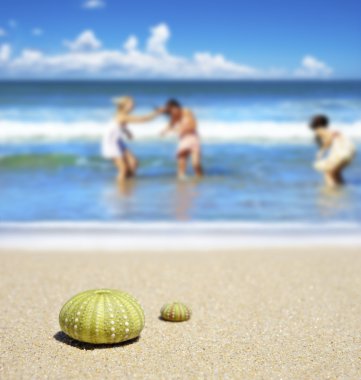 Beach scene with two dead sea urchin shells clipart