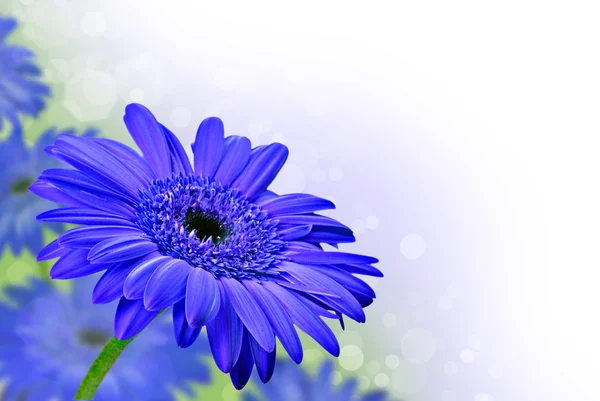 Close up abstract of purple daisy gerbera flowers — Stock Photo, Image