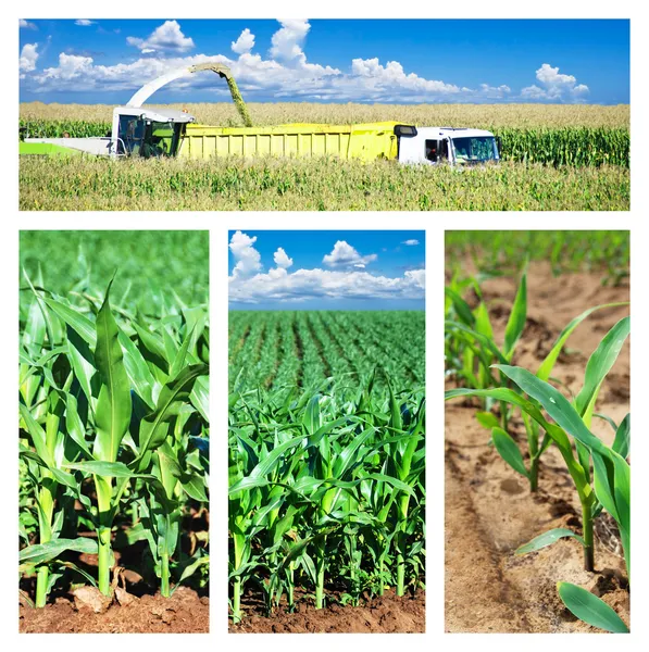Collage of maize on the field — Stock Photo, Image