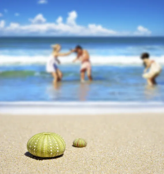 Escena de playa con dos conchas de erizo de mar muerto — Foto de Stock
