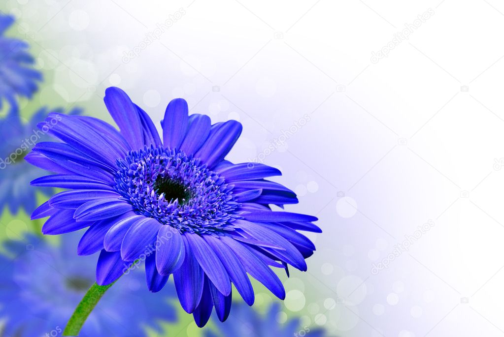 Close Up Abstract Of Purple Daisy Gerbera Flowers Stock Photo By C Tish1 1030