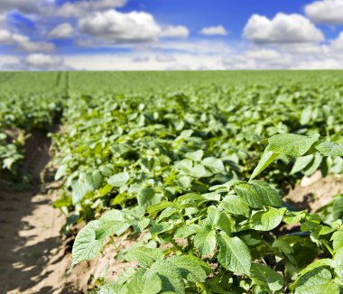 Potato field with clouds and sky clipart