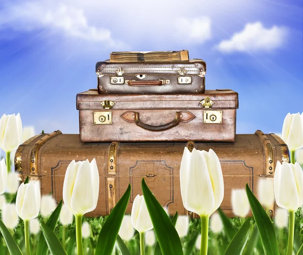 Utazó bőrönd a tulipán mező a napfény — Stock Fotó