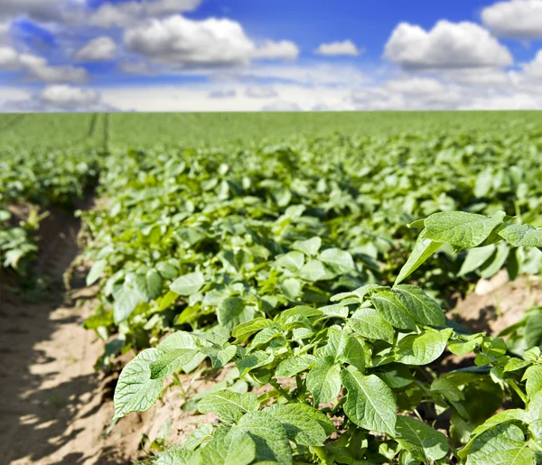 stock image Potato field with clouds and sky