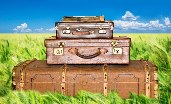 Green wheat field with three old leather suitcases — Stock Photo, Image