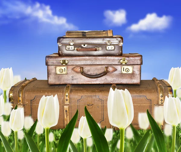 Utazó bőrönd a tulipán mező a napfény — Stock Fotó