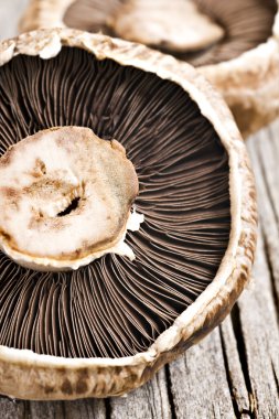Healthy fresh mushrooms with very shallow depth of field clipart