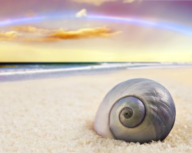 A Beautiful perfectly shaped sea shell on the beach clipart