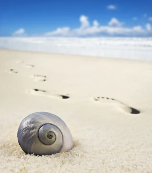 Sea shell en voet wordt afgedrukt op een zandstrand — Stockfoto