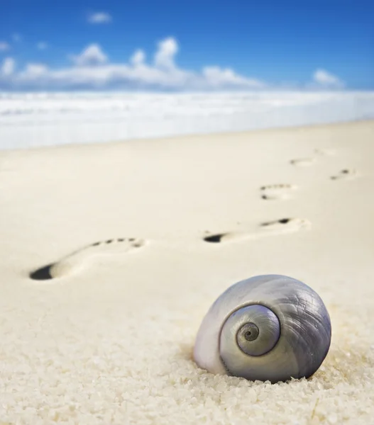 Concha de mar y pisadas en una playa de arena —  Fotos de Stock