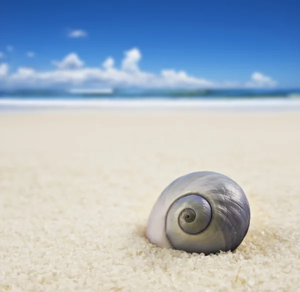 Una hermosa concha de mar perfectamente formada en la playa —  Fotos de Stock