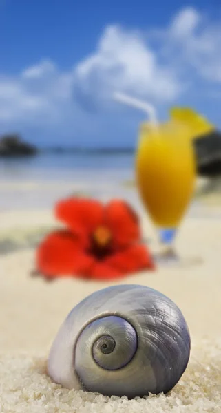Beautiful sea shell on a tropical island beach with fruit cocktail in background — Stock Photo, Image