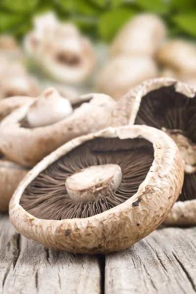Healthy fresh mushrooms with very shallow depth of field — Stock Photo, Image