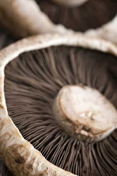 Healthy fresh mushrooms with very shallow depth of field — Stock Photo, Image