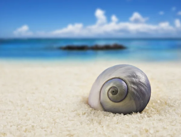 Krásná, naprosto ve tvaru mořské mušle na pláži — Stock fotografie