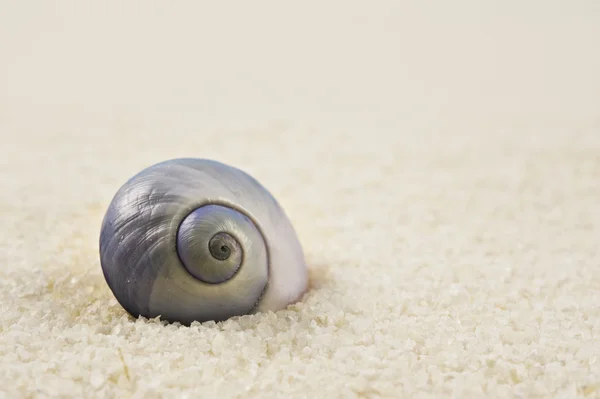 Sahilde güzel mükemmel şekilli deniz kabuğu — Stok fotoğraf
