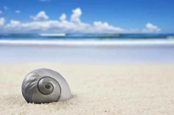 Een prachtige perfect gevormde zee schelp op het strand — Stockfoto