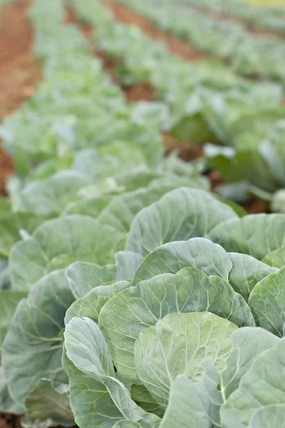 Healthy young cabbage crop on the field — Stock Photo, Image