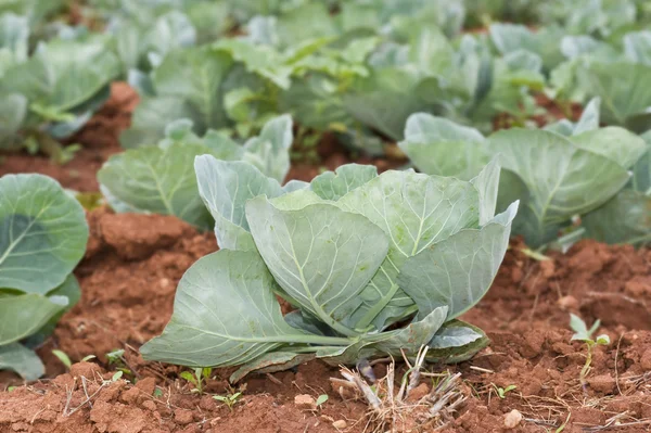 Healthy young cabbage crop on the field — Stock Photo, Image