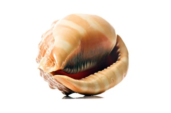 Perfect beautiful sea shell on white background — Stock Photo, Image