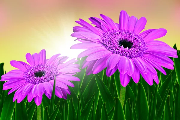 Two beautiful pink daisies and sun at sunrise — Stock Photo, Image