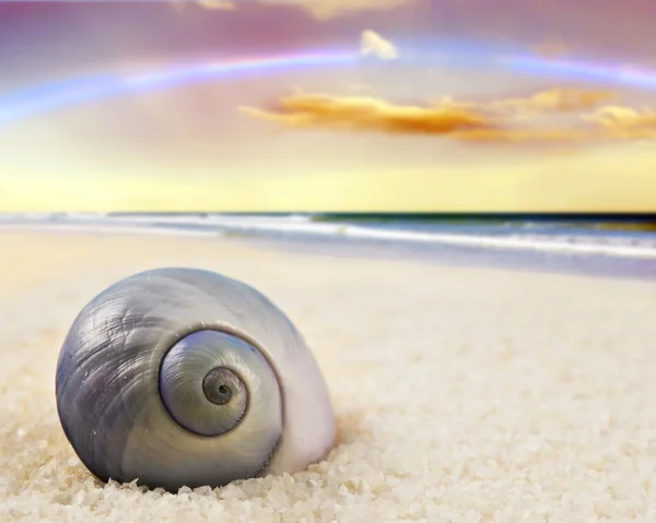 A Beautiful perfectly shaped sea shell on the beach — Stock Photo, Image