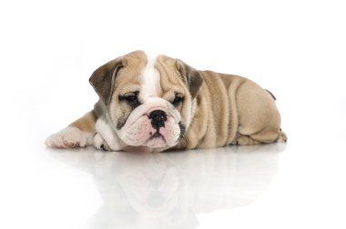 izole İngilizce bulldog yavrusu