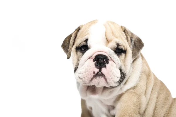 Engels bulldog pup geïsoleerd — Stockfoto