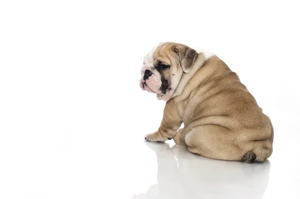 Engels bulldog pup geïsoleerd — Stockfoto