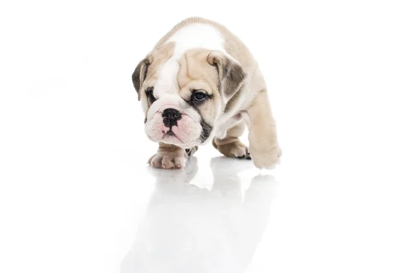 Inglés bulldog cachorro aislado —  Fotos de Stock