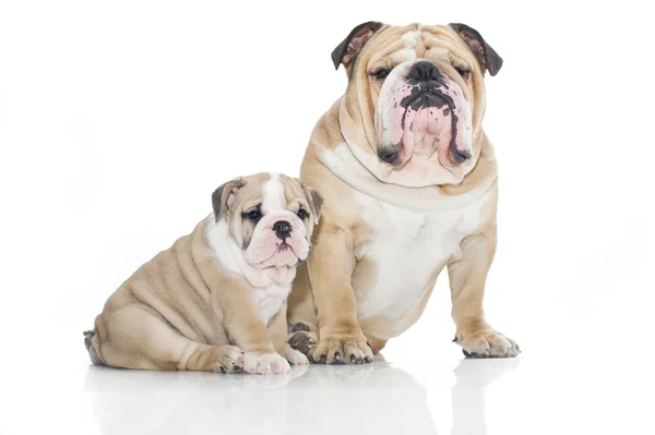Engels bulldog puppy en adult bulldog geïsoleerd — Stockfoto