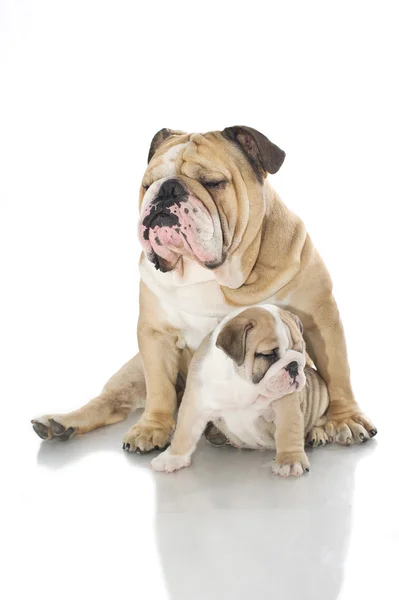 Filhote de cachorro inglês bulldog e bulldog adulto isolado — Fotografia de Stock